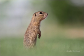 <p>SYSEL OBECNÝ (Spermophilus citellus) /European ground squirrel - Europäischer Ziesel/</p>
